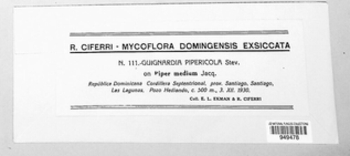 Vestergrenia pipericola image
